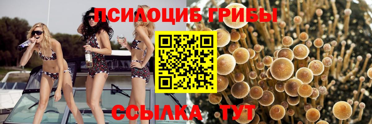Псилоцибиновые грибы Psilocybe Бахчисарай